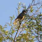 Vogel im Baum