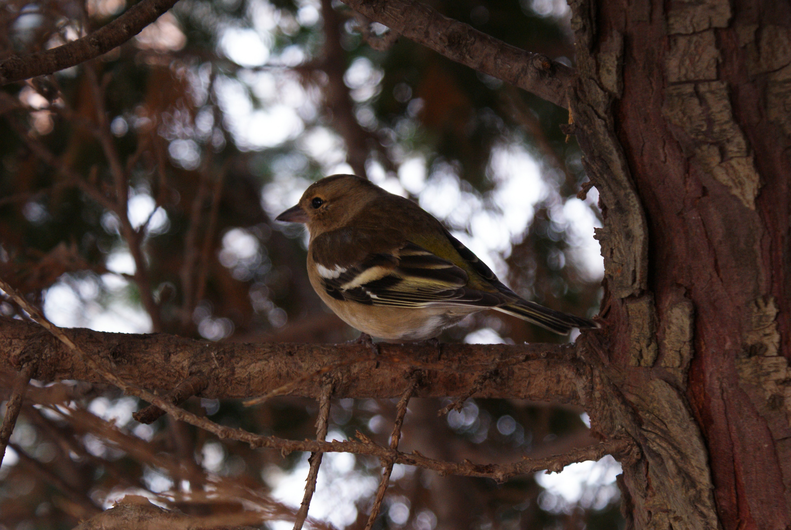 Vogel im Baum