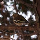 Vogel im Baum