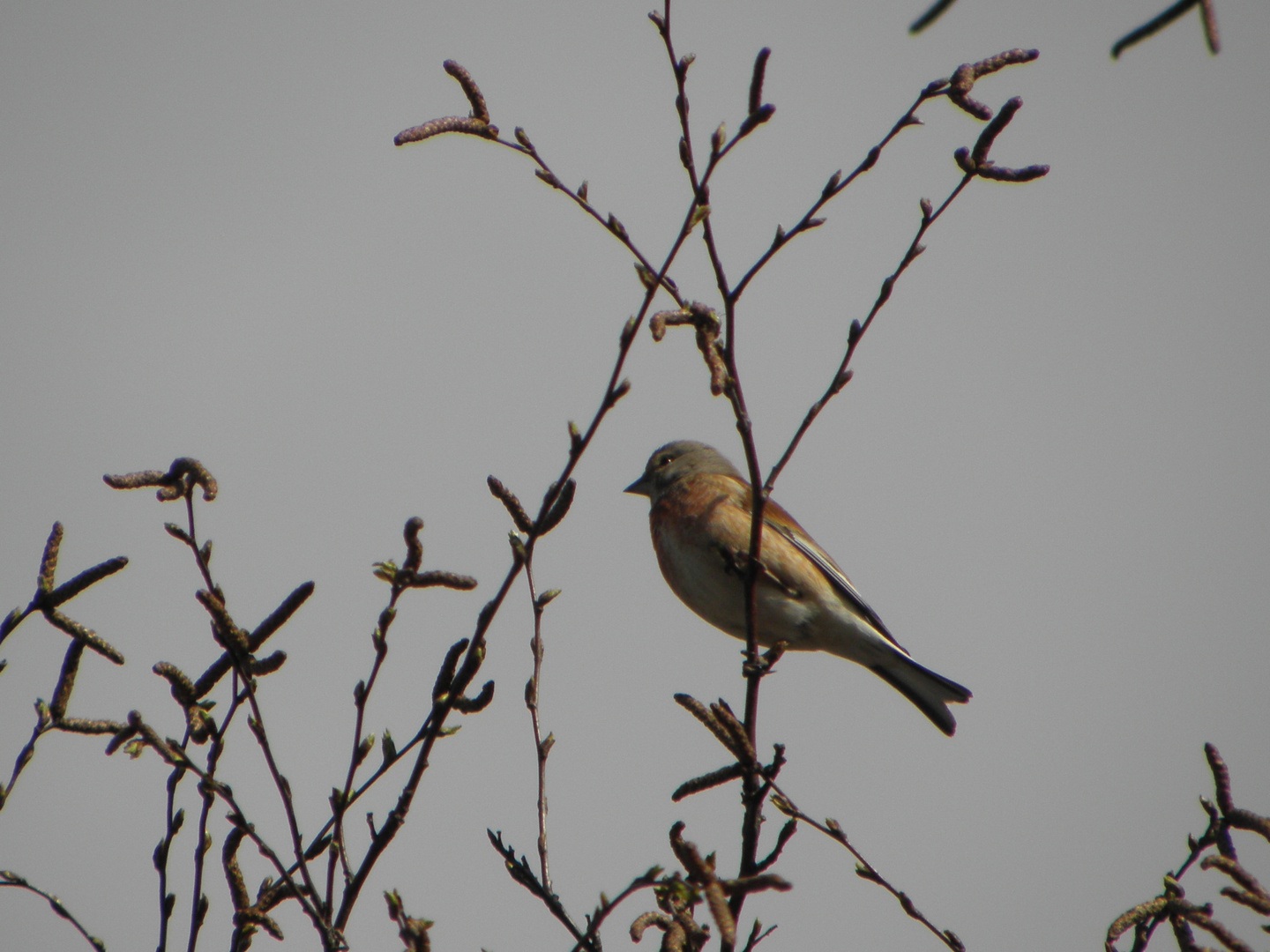 Vogel im Baum