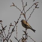 Vogel im Baum