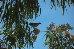 Vogel im Baum