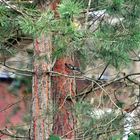 Vogel im Baum