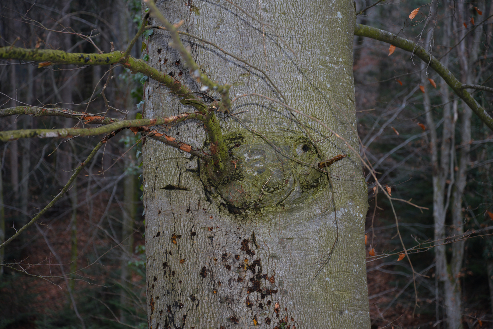 Vogel im Baum