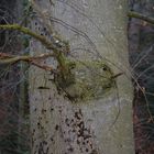 Vogel im Baum