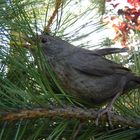 Vogel im Baum erstarrt