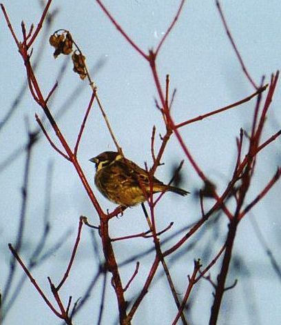 Vogel im Baum