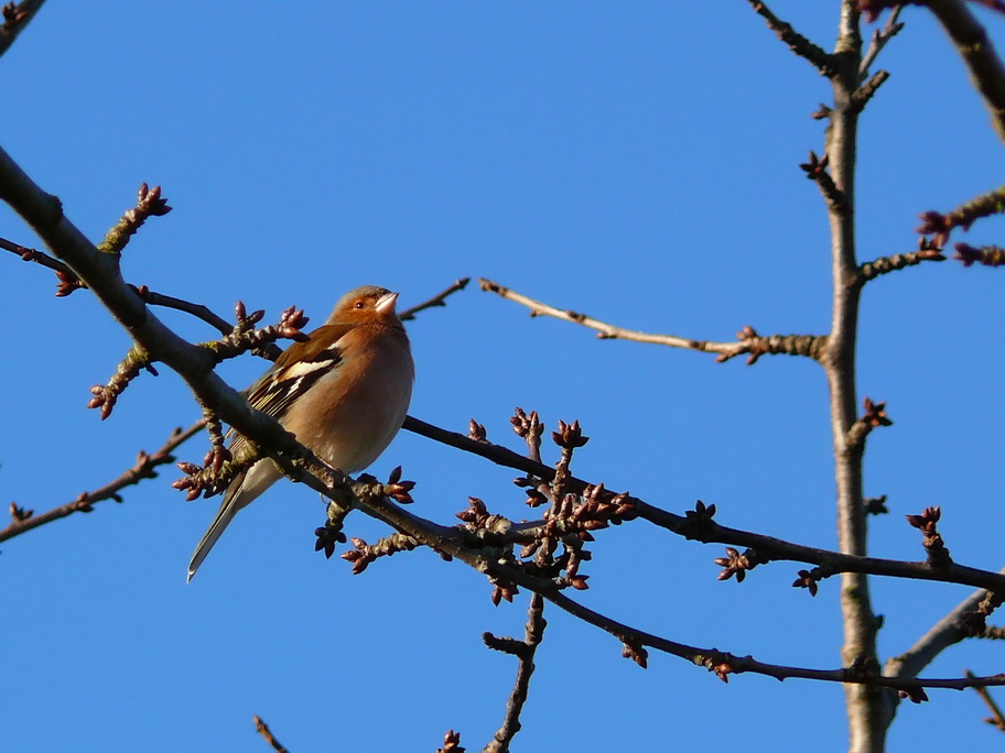 Vogel im Baum