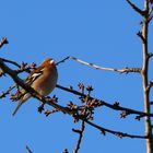 Vogel im Baum