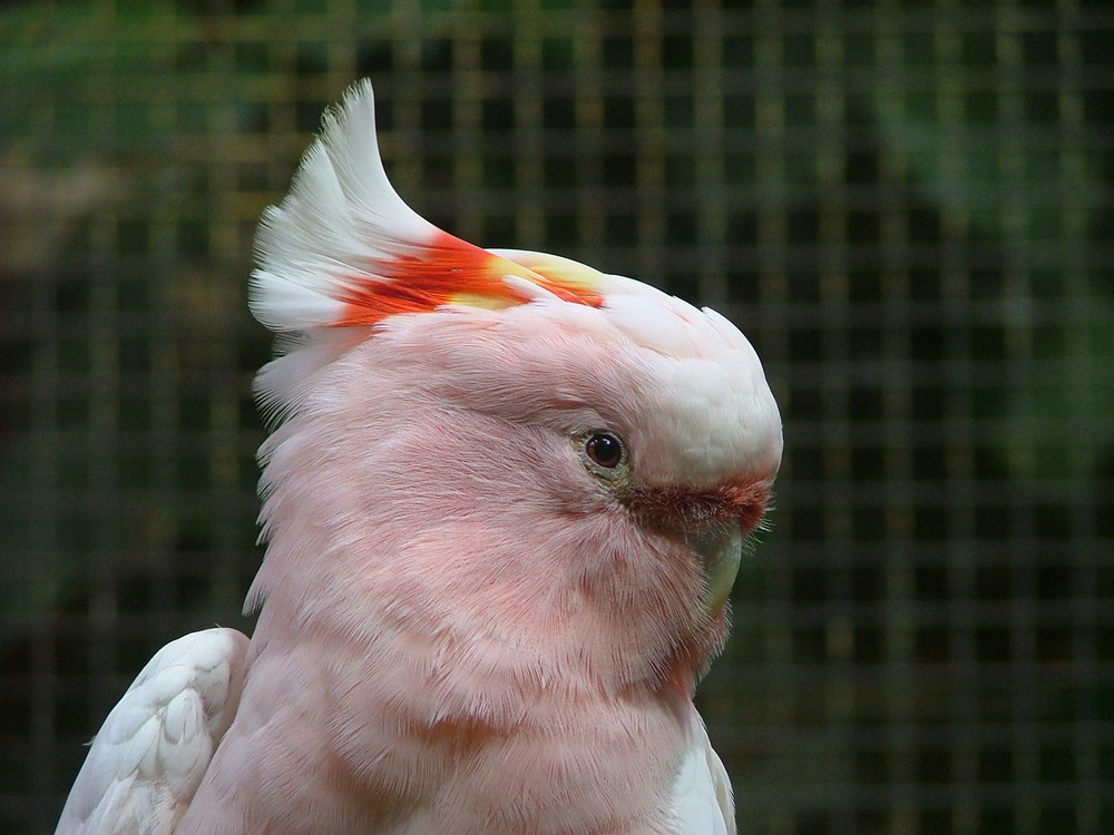 Vogel im Berliner Zoo 2006