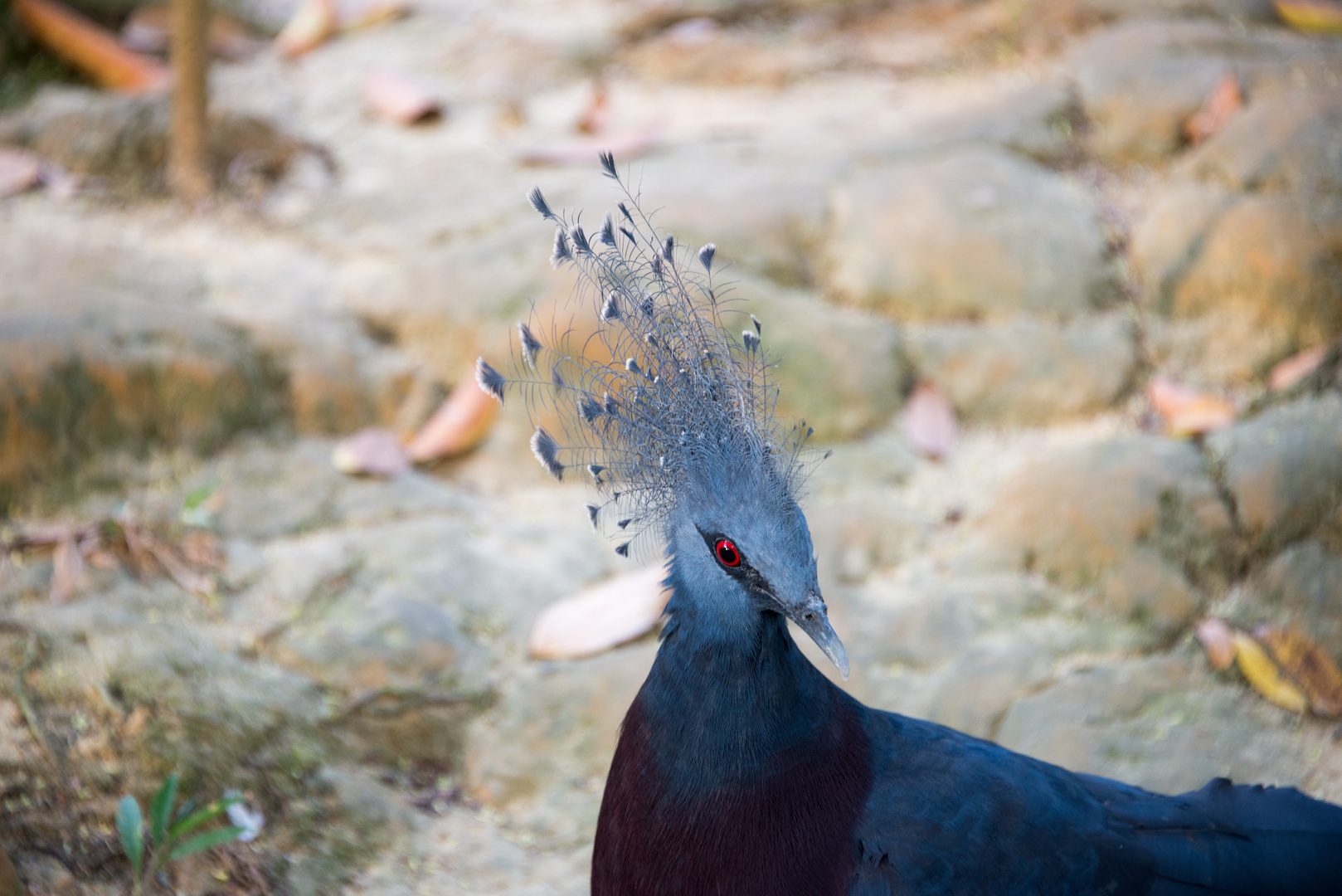 Vogel im Bird Park, Kuala Lumpur