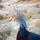 Vogel im Bird Park, Kuala Lumpur