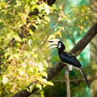 Vogel im Bird Park Kuala Lumpur, Malaysia