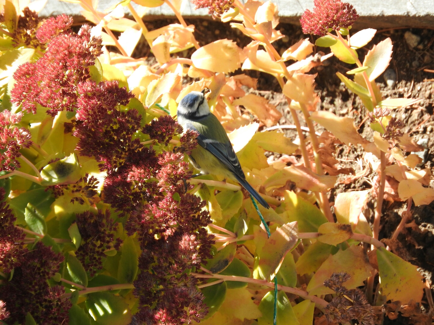 Vogel im Blumenmeer