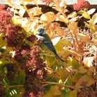 Vogel im Blumenmeer