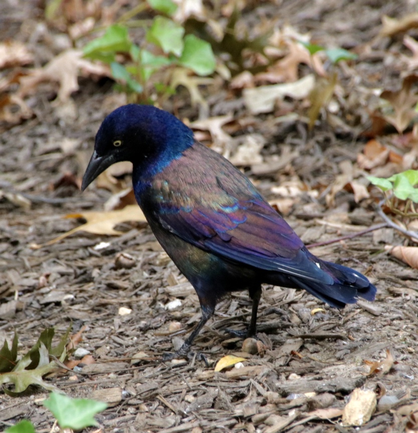 Vogel im Central Park