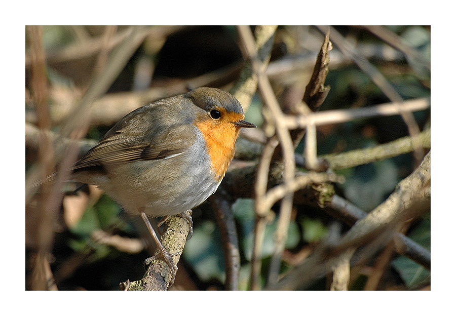 Vogel im Dickicht