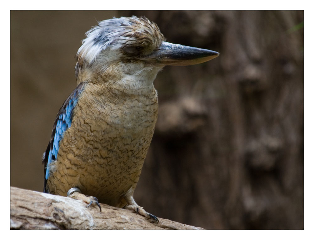 Vogel im Duisburger zoo