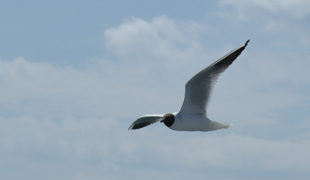 Vogel im Flug...