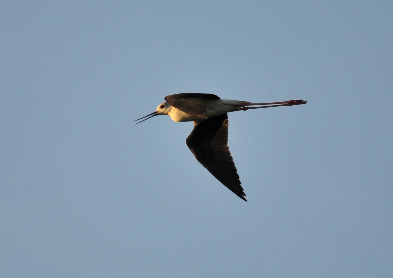 Vogel im Flug