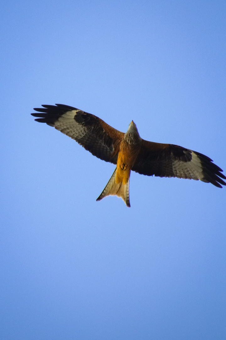 Vogel im flug