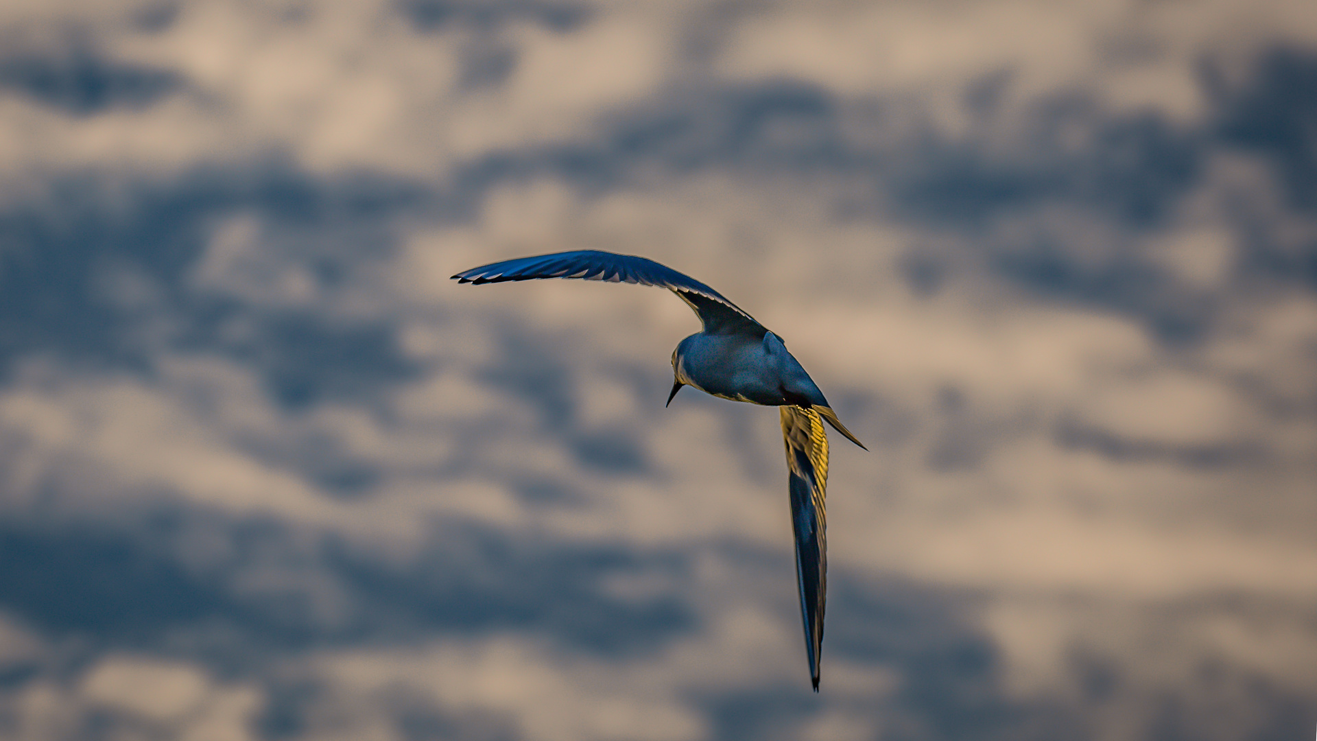 Vogel im Flug