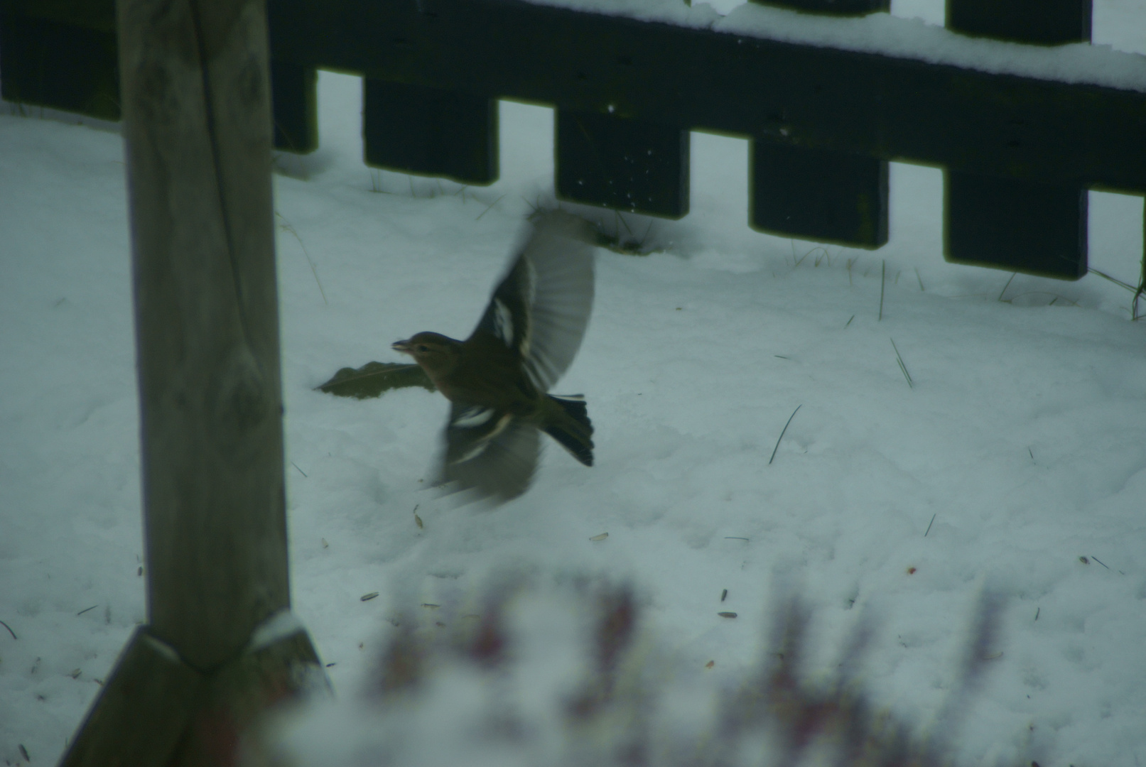 Vogel im flug