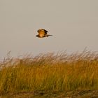 Vogel im Flug