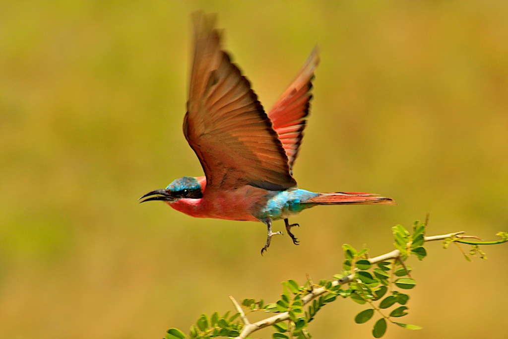 Vogel im Flug