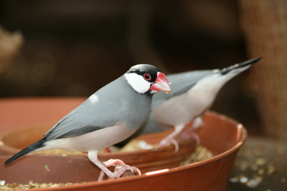 Vogel im Freßnapf