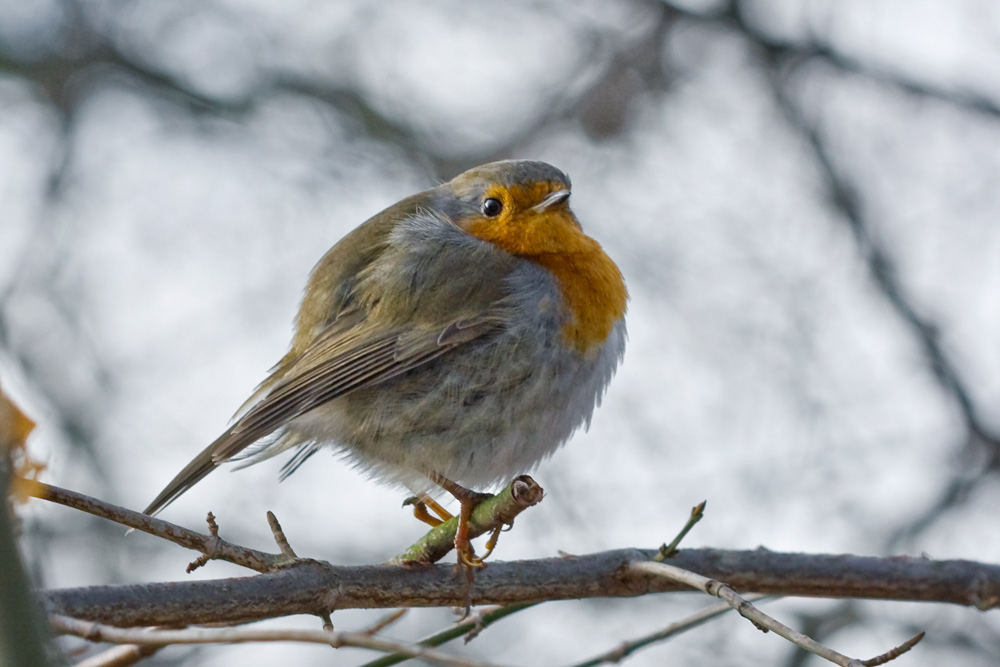 Vogel im Frost