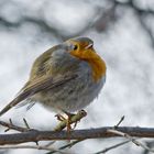 Vogel im Frost