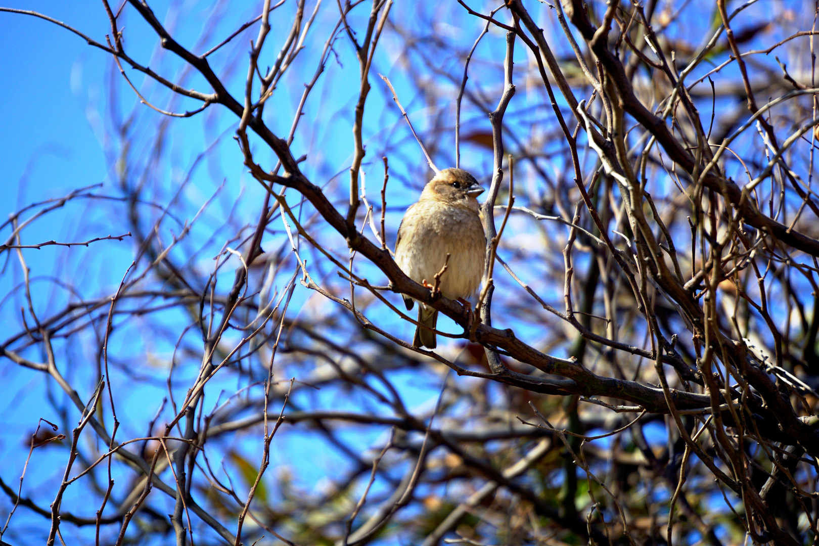 Vogel im Frühling