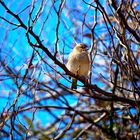 Vogel im Frühling