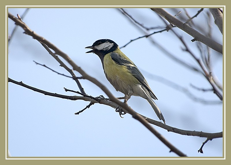 Vogel im Garten 2