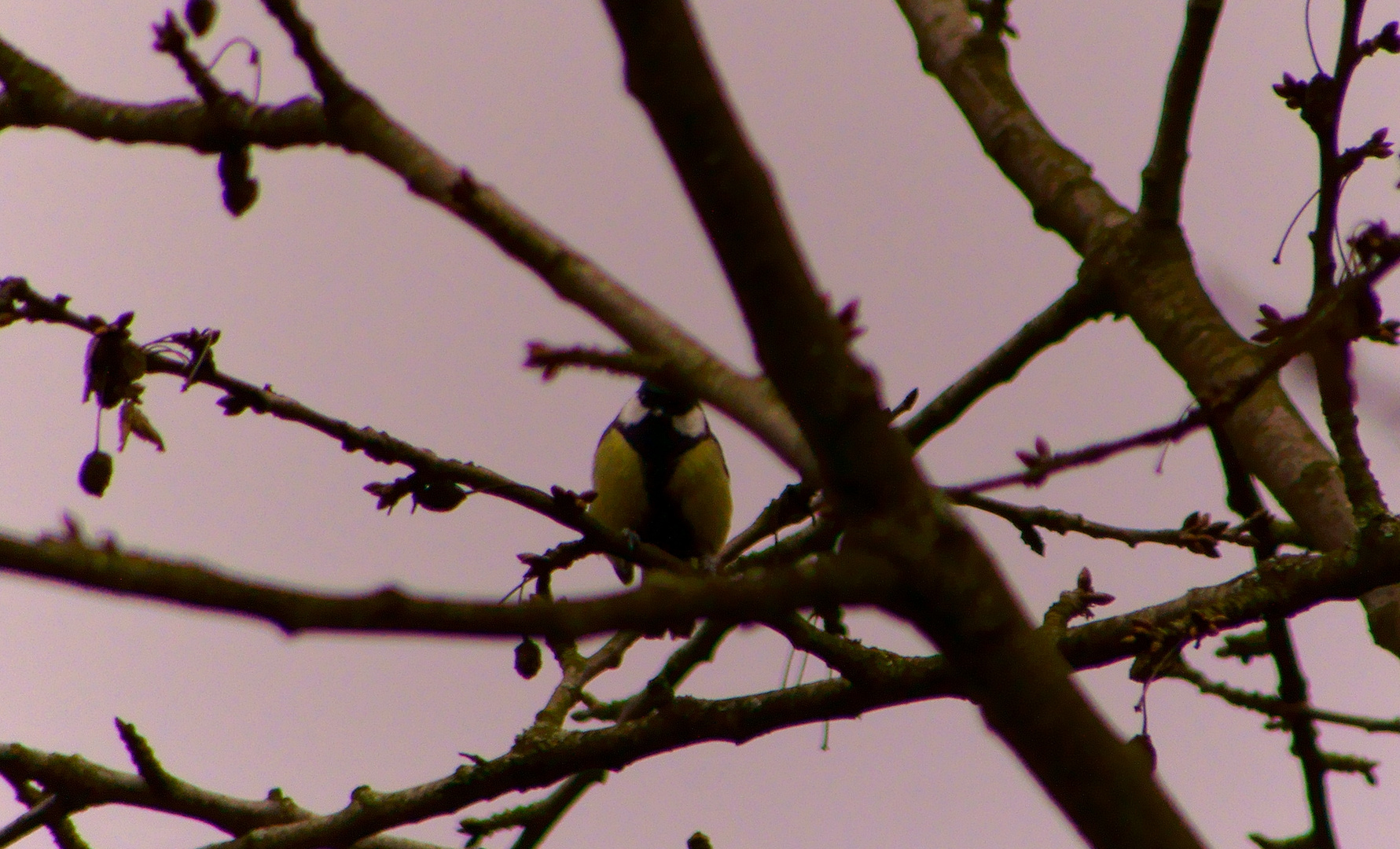 Vogel im Garten