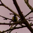 Vogel im Garten