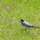 Vogel im Garten