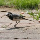 Vogel im Garten