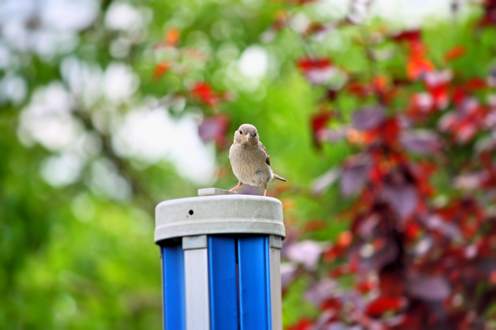 Vogel im Garten