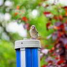 Vogel im Garten