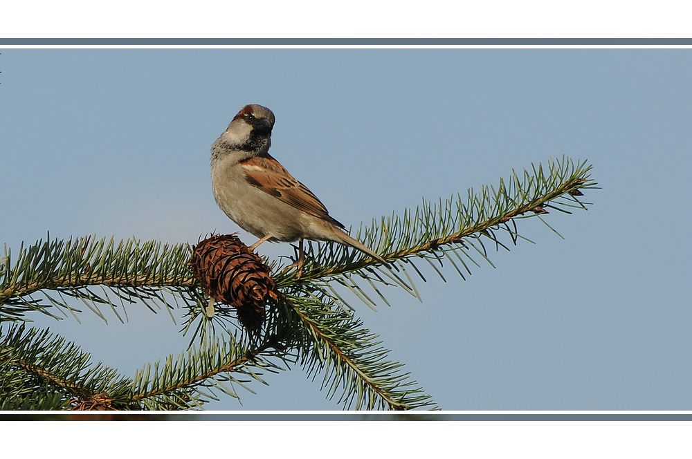 Vogel im Garten