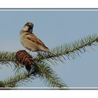 Vogel im Garten