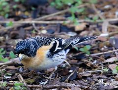 Vogel im Garten