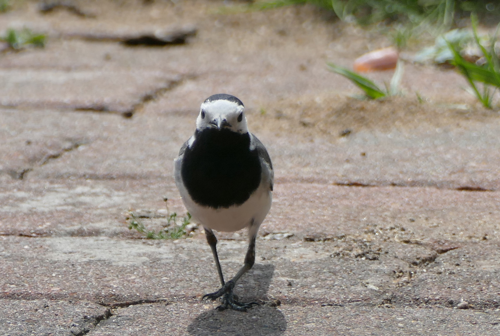 Vogel im Garten