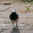 Vogel im Garten