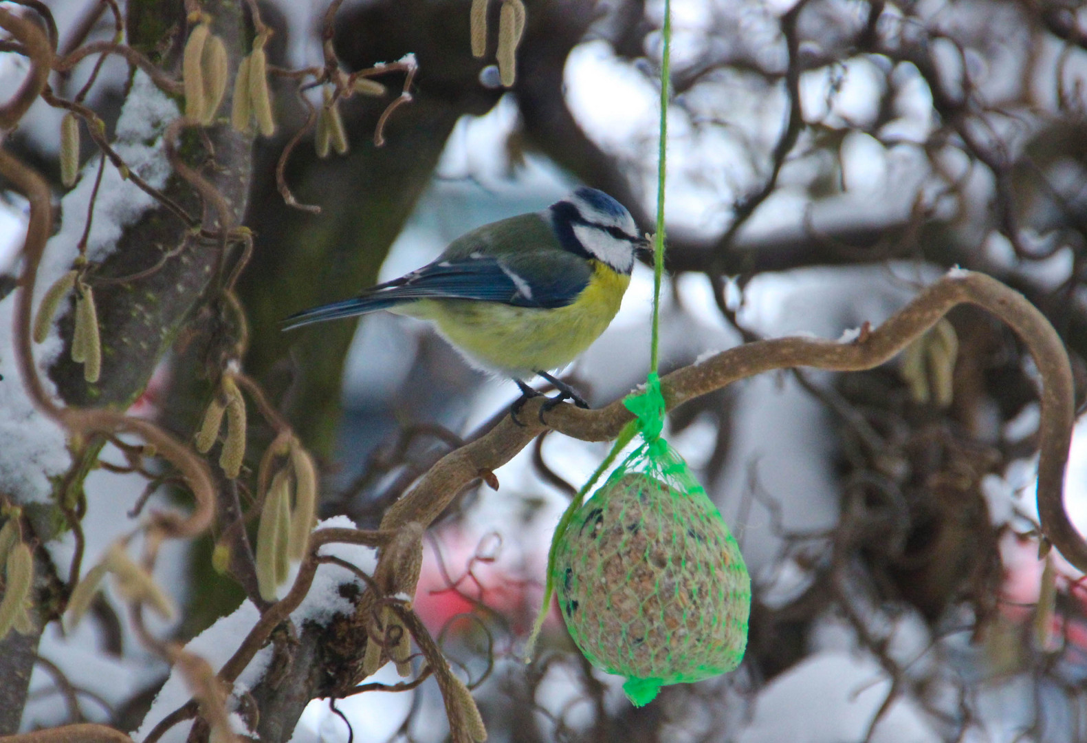 Vogel im Garten