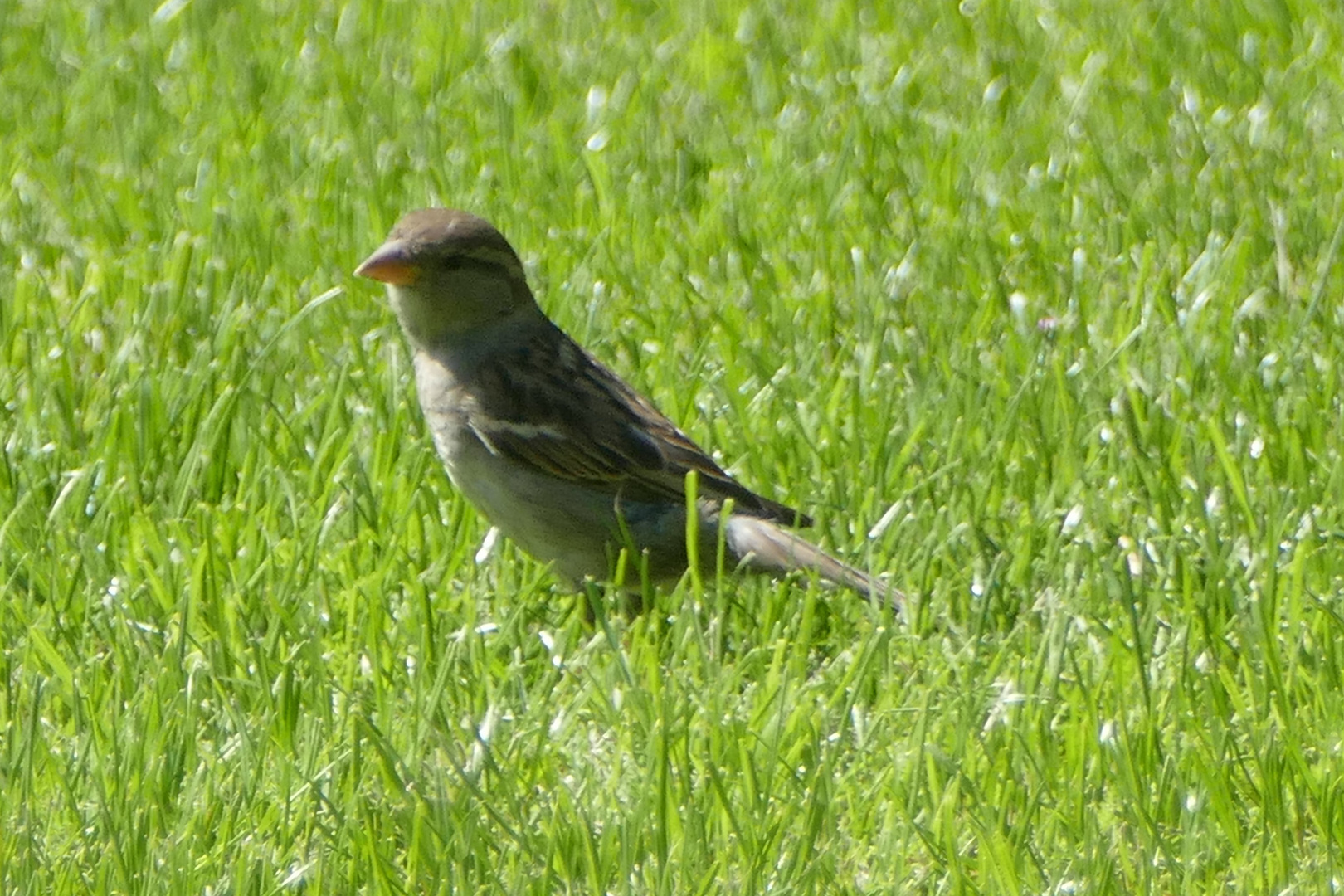 Vogel im Garten