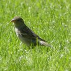 Vogel im Garten