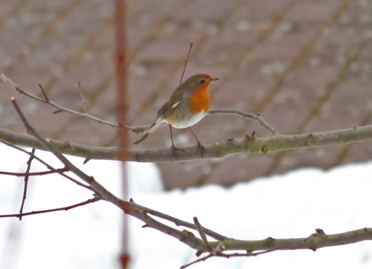 Vogel im Garten